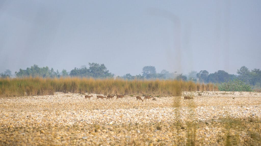 Rehe Bardia Nationalpark