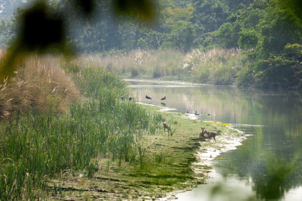 Tiere am Fluss im Bardia Nationalpark
