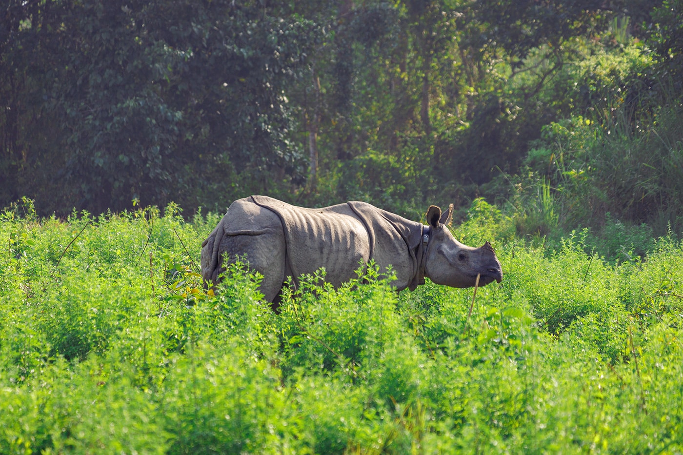 Safari Panzernashorn Bardia und Chitwan Nationalpark Erfahrungen