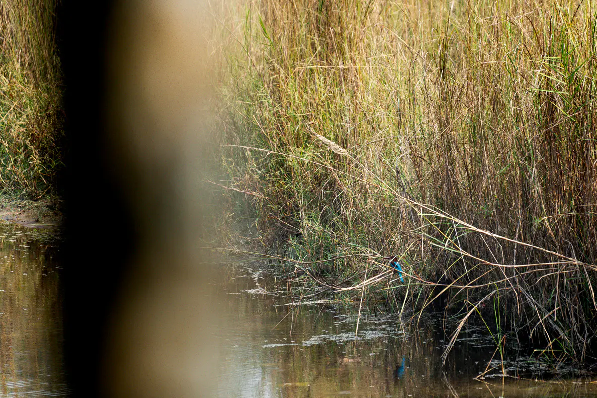Weißkehl Eisvogel Bardia Nationalpark