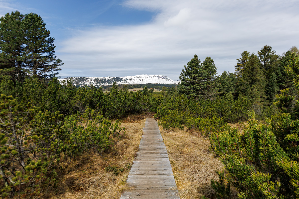 Holzsteg über das Villanderer Moor auf dem Latschenweg