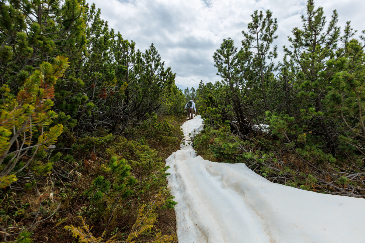 Pfad durch die Latschenkiefern nach der Marzuner Schupfe