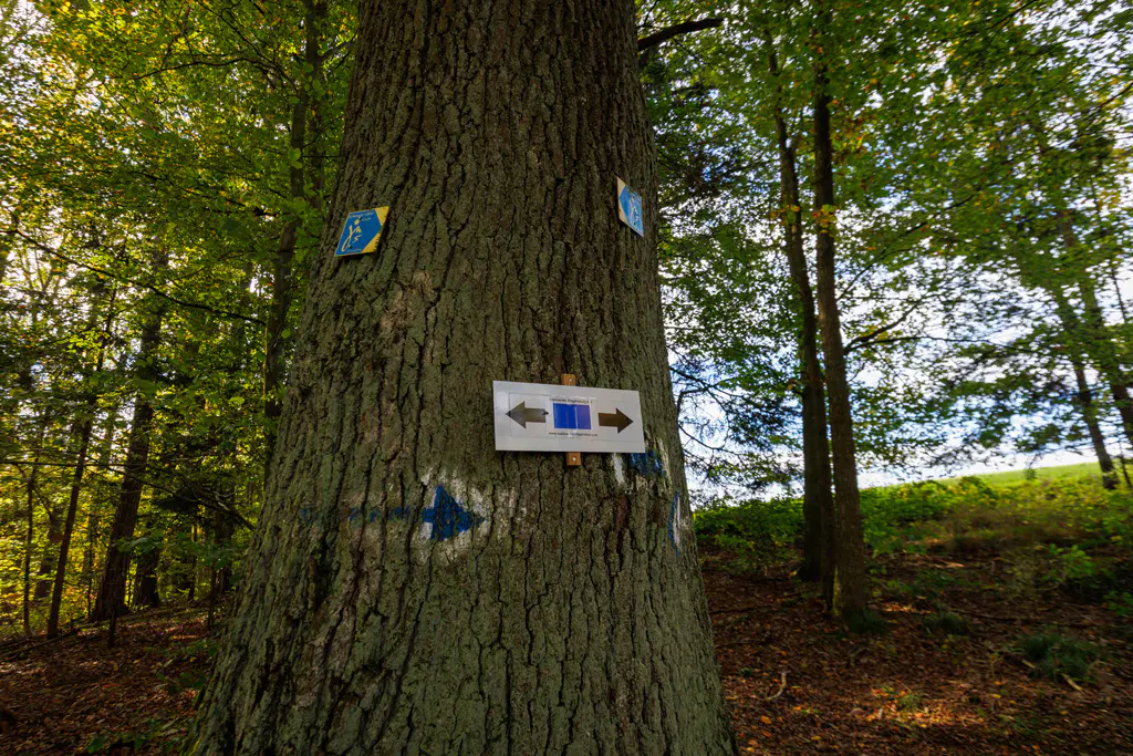 Blaue Wegmarkierung vom Waldverein Regensburg