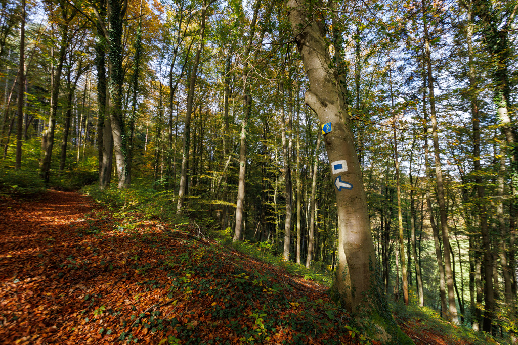 Wanderweg des Jurasteigs im Kreis Regensburg