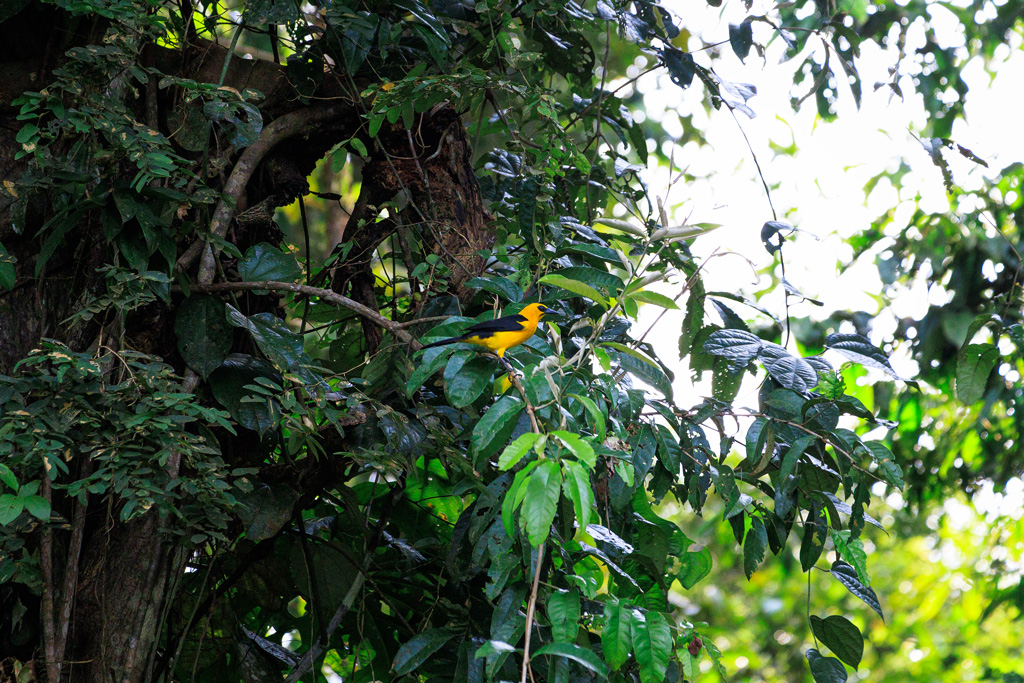 Gelbbauchstärling Vogel mit gelbem Bauch schwarzen Flügeln und Schwarzen Auge im Amazonas