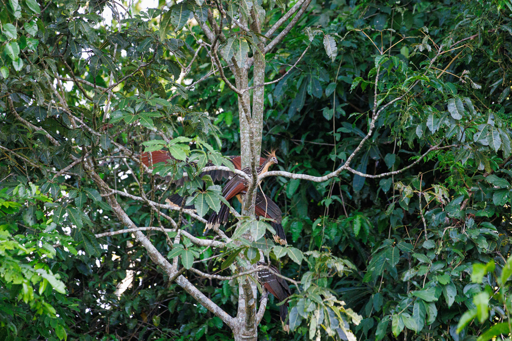 Hoatzin Vögel im Amazonas Regenwald