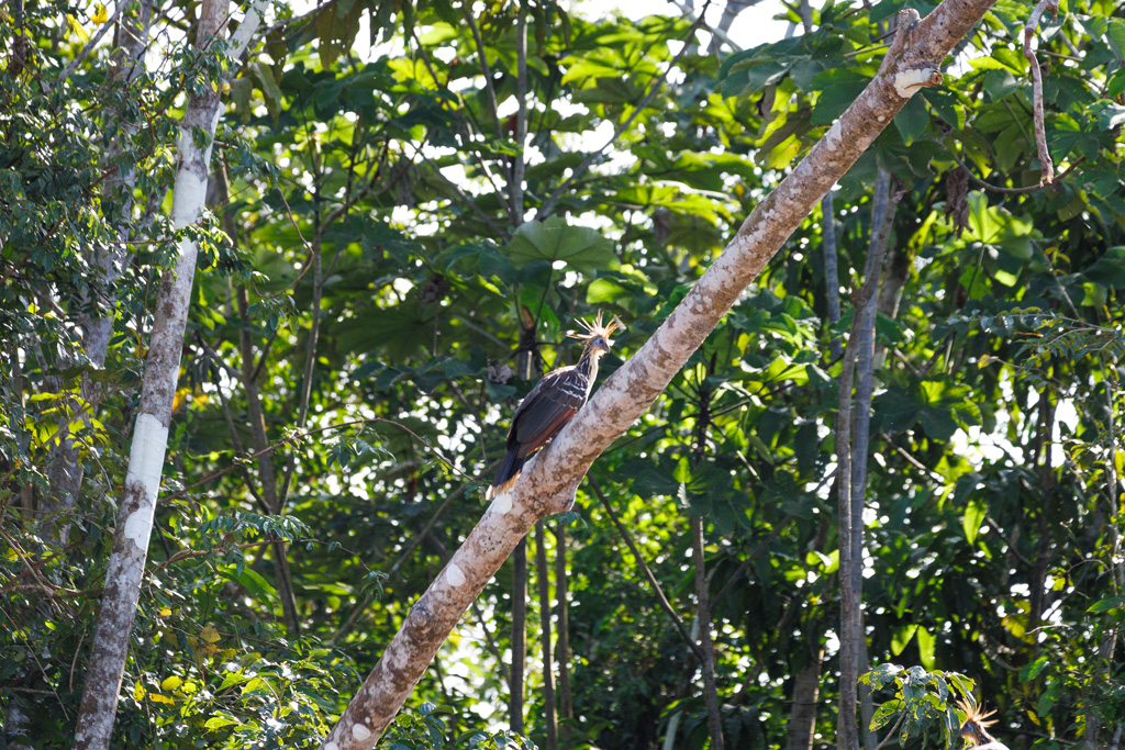 Hoatzin Vogel Amazonas