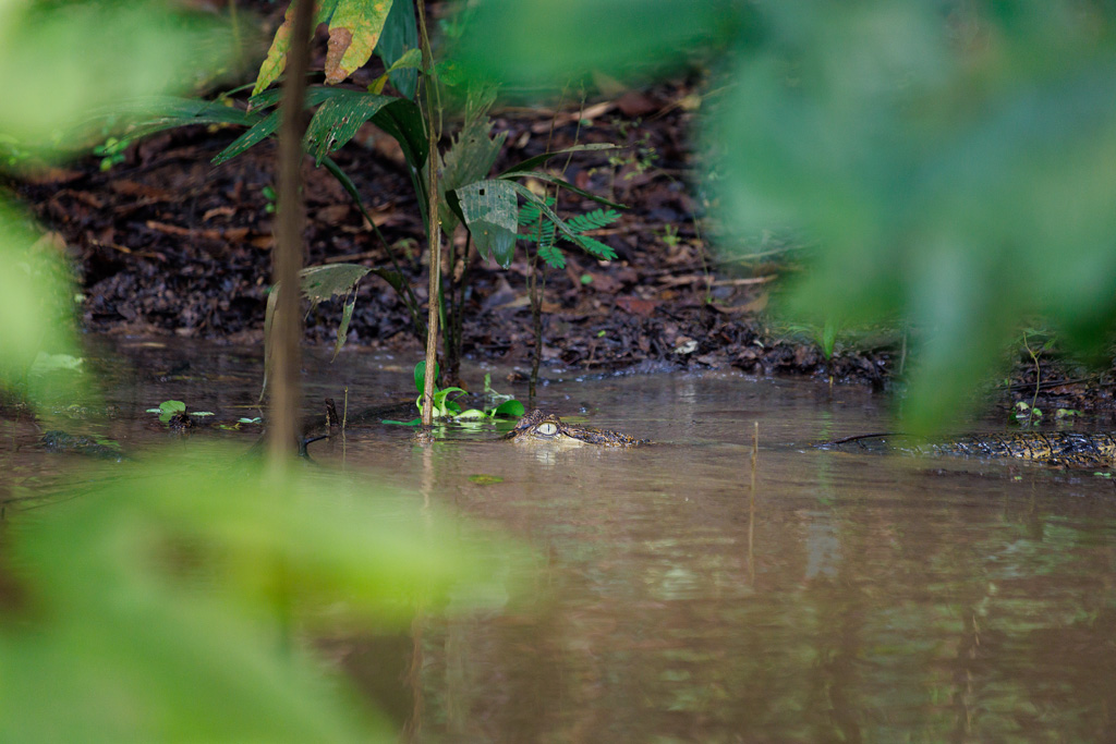 Kaiman im Amazonas in Brasilien