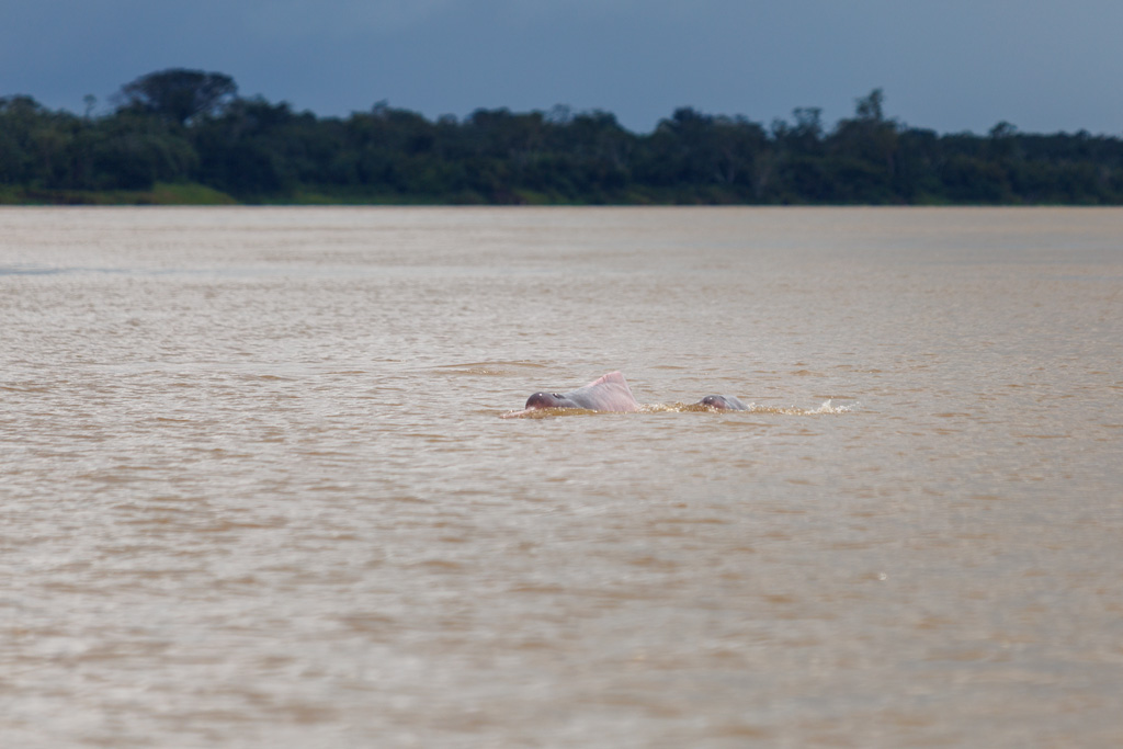 Rosa Flussdelfine im Amazonas in Brasilien