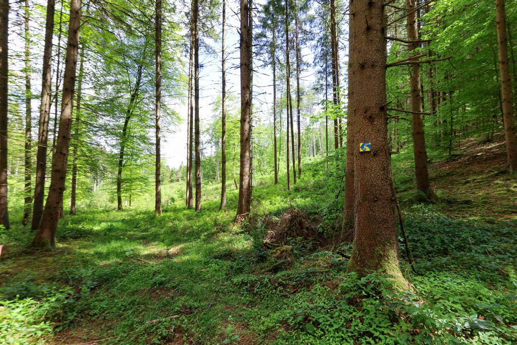 Waldweg zur Burgruine Mallburg