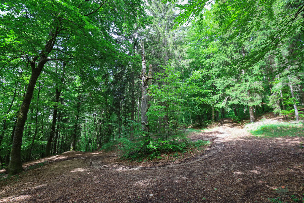 Wegpunkt toter Baum Burgenweg im Anlautertal

