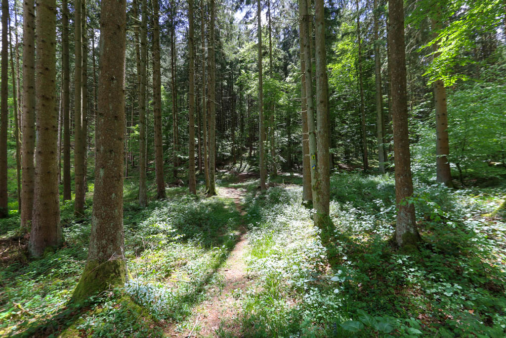 Waldwanderweg Richtung Mallburg