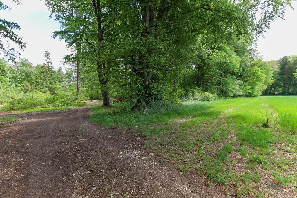 Wanderweg Richtung Mallburg