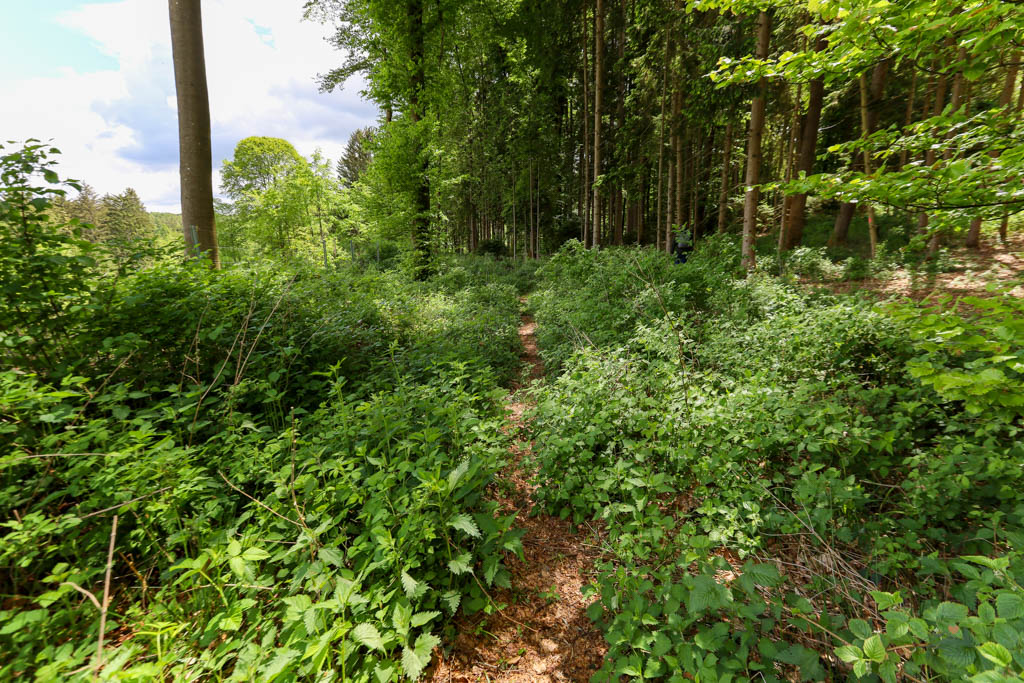 Pfad durch den Wald Richtung Mallburg